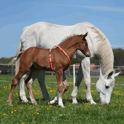 Herm. Sprenger foal harness 45744