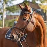 Herm. Sprenger novocontact eggbut bit with D-shaped rings 14 mm single jointed sensogan 40343 - HorseworldEU