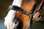 HFI German bridle - HorseworldEU