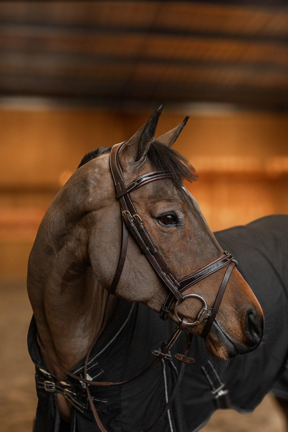 HFI painted bridle - HorseworldEU